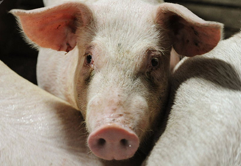 WH Group aumenta exportación de carne de cerdo a México y Japón. Noticias en tiempo real