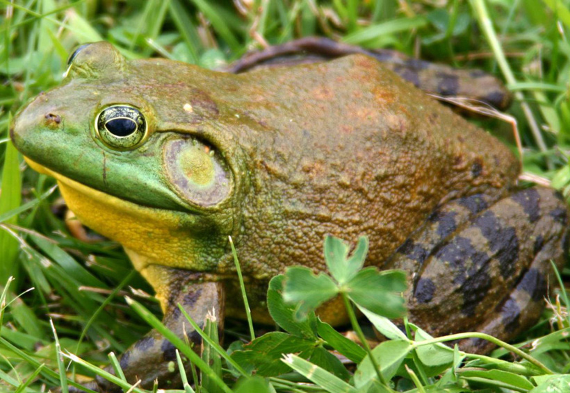 La rana toro, una de las especies invasoras más agresivas, se reproduce por primera. Noticias en tiempo real