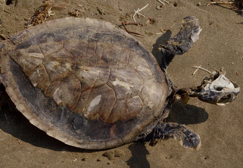 Aparecen más tortugas muertas en Chiapas. Noticias en tiempo real