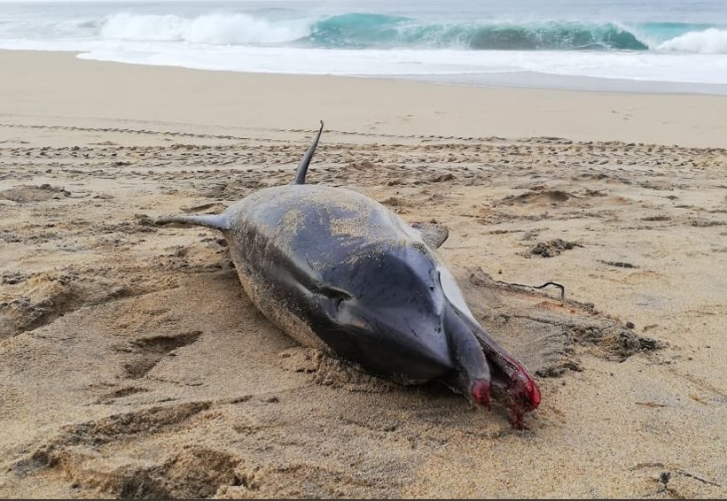 DelfÃ­n muere asfixiado con un paÃ±al en la Costa de Oaxaca | El Imparcial de Oaxaca