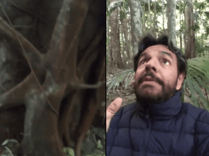 Video. Derbez encuentra ‘árboles asesinos’ en sus vacaciones. Noticias en tiempo real