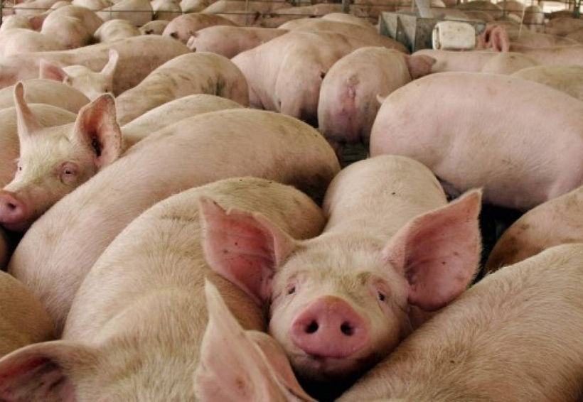 Hay riesgo de que un nuevo brote de peste porcina en China se extienda por toda Asia. Noticias en tiempo real