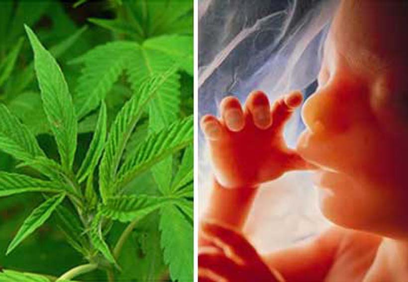 La marihuana se encuentra THC en leche materna hasta seis días después de consumirla. Noticias en tiempo real