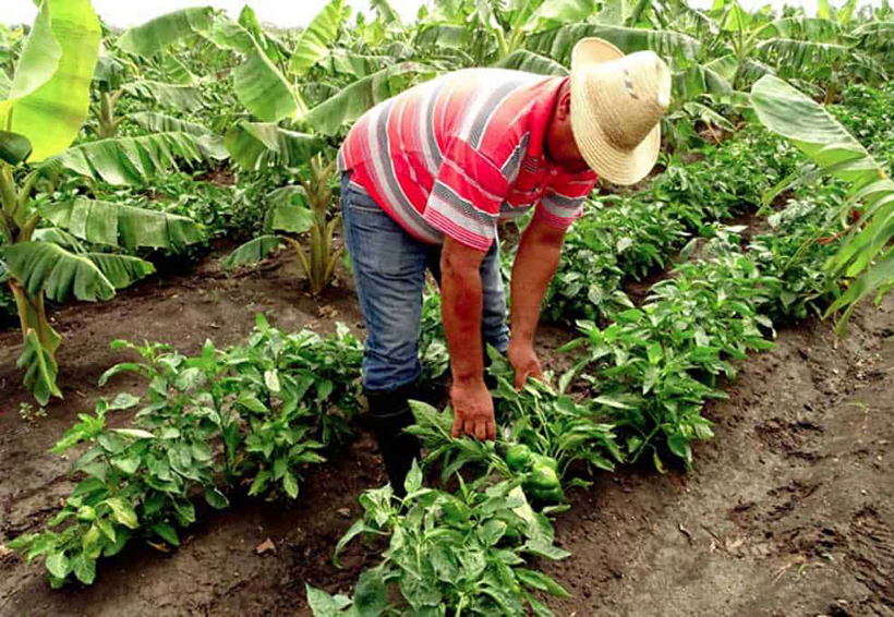 Sector agrícola, uno de los más beneficiados por acuerdo del TLCAN. Noticias en tiempo real