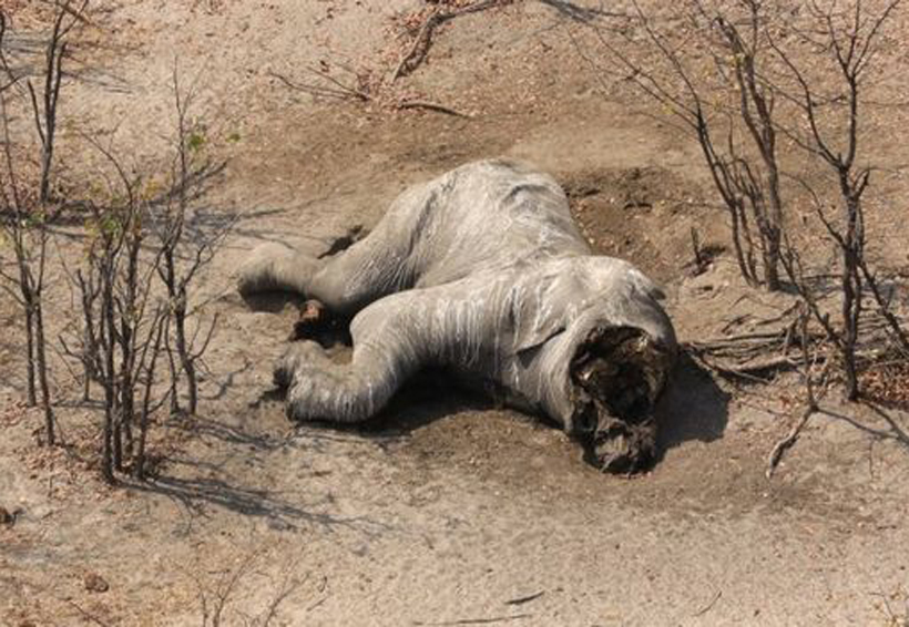 Hallan 87 cadáveres de elefantes al sur de África. Noticias en tiempo real