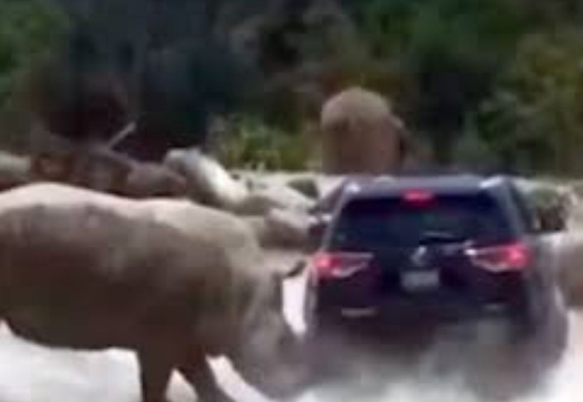 Video: En parque de Puebla, rinoceronte ataca camioneta. Noticias en tiempo real