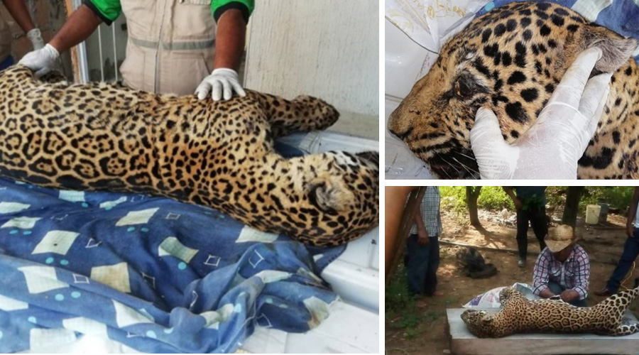 Hallan cadáver de jaguar cazado en Veracruz que fue denunciado en redes sociales. Noticias en tiempo real
