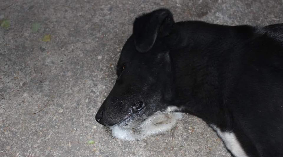 Matanza de canes indigna a Oaxaca. Noticias en tiempo real