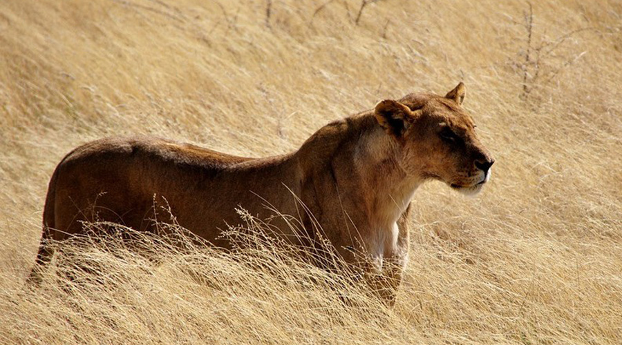 Se llevan el susto de sus vidas cuando un león ‘toca a la puerta’ de su coche en Sudáfrica. Noticias en tiempo real