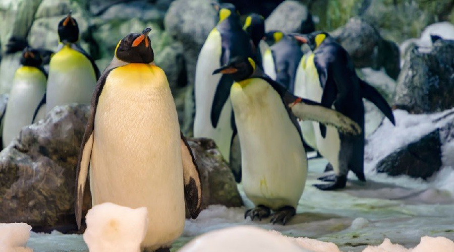 Un par de pingüinos homosexuales ‘secuestra’ la cría de otra pareja. Noticias en tiempo real