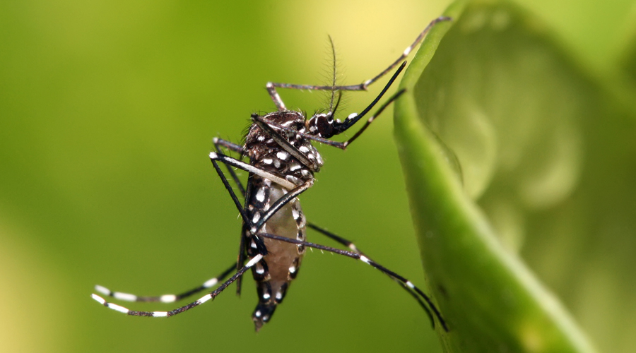 Alerta ante la posibilidad de casos de Dengue y Zika en el Istmo de Oaxaca. Noticias en tiempo real