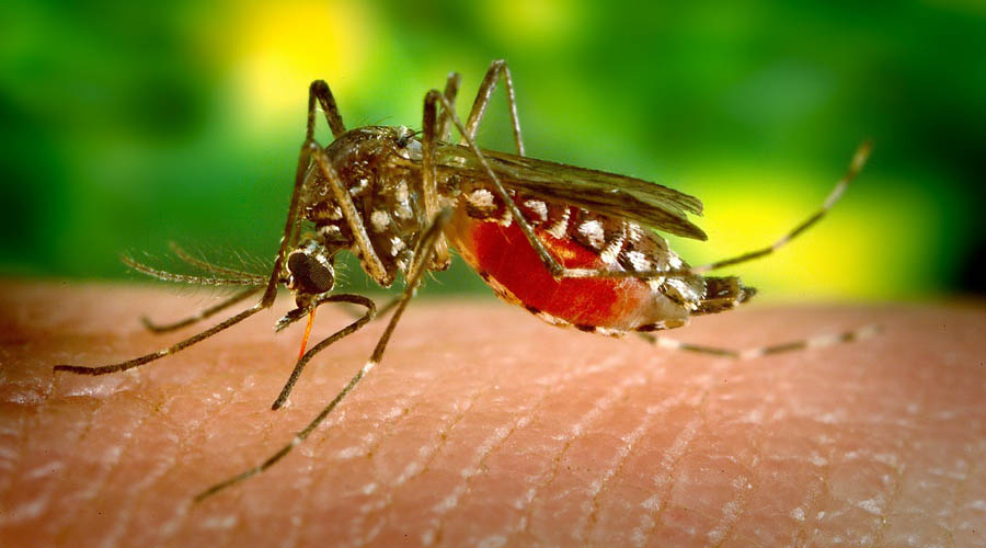 Combaten mosquito que trasmite dengue, zika y chinkungunya. Noticias en tiempo real