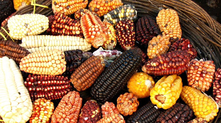 El maíz nativo sigue vigente en Oaxaca. Noticias en tiempo real