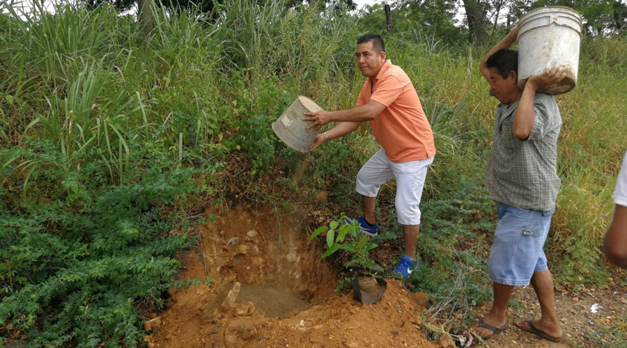 Arrancan jornada de reforestan Puerto Escondido. Noticias en tiempo real