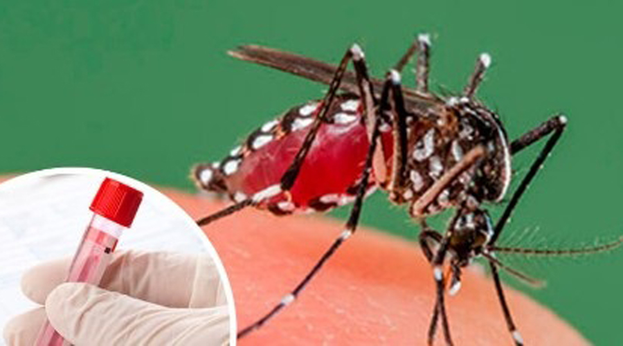 Reportan 190 casos de dengue en Choápam. Noticias en tiempo real