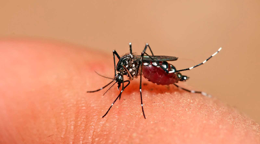 ¿Cómo prevenir y detectar el dengue hemorrágico?. Noticias en tiempo real