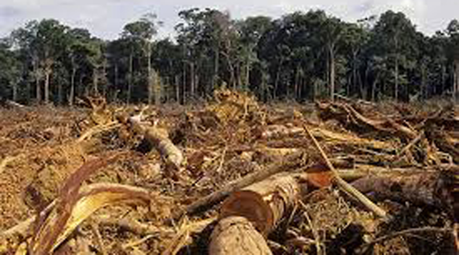 Al año se deforestan en Oaxaca 30 mil  hectáreas de bosques. Noticias en tiempo real