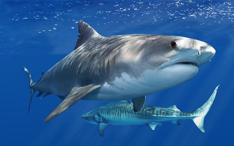 Hallan un área del Pacífico que acoge una enorme concentración de tiburones blancos. Noticias en tiempo real