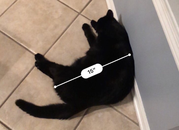 La gente está usando el iOS 12 para medir gatos…. Noticias en tiempo real