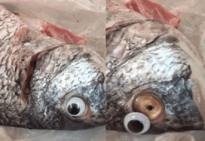 Venden pescados en mal estado con ojos de plástico. Noticias en tiempo real