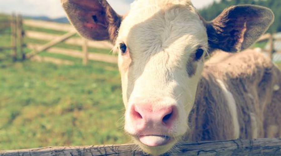 Tunden a PETA por comparar a las mujeres con vacas. Noticias en tiempo real