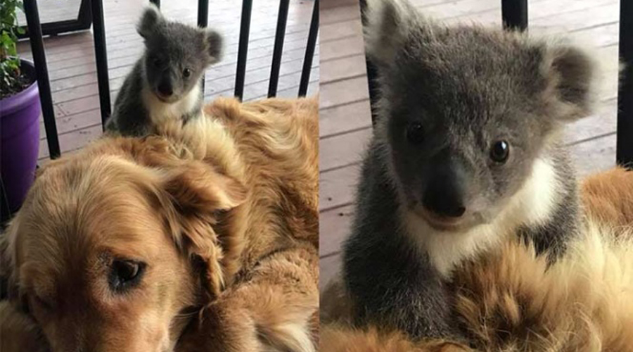 Perrita salva de morir a koala bebé que se separó de su mamá. Noticias en tiempo real