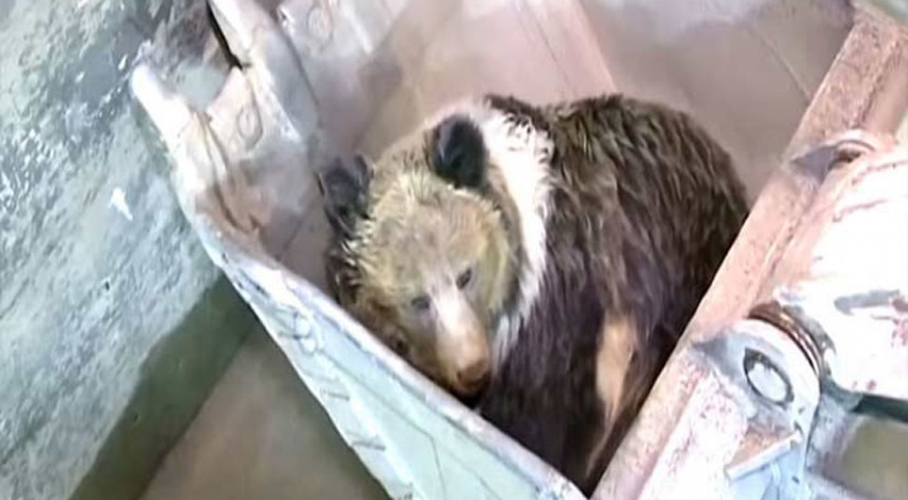 Video: Rescatan a un oso de morir ahogado. Noticias en tiempo real