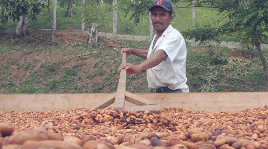 Buscan mayor producción  de cacao en comunidades de Oaxaca. Noticias en tiempo real
