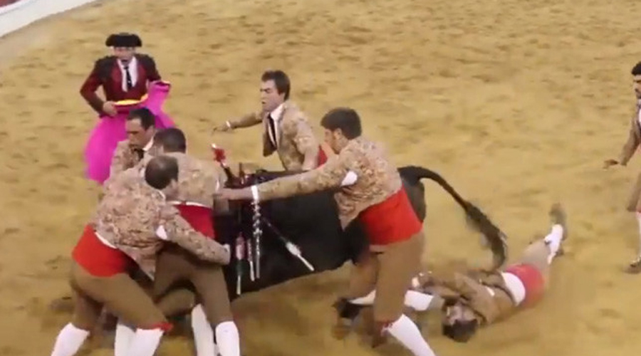 Mozo pierde el conocimiento al tratar de inmovilizar a un toro en una corrida en Portugal. Noticias en tiempo real