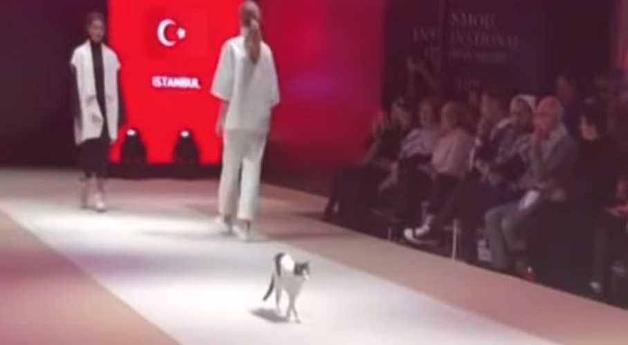 Video: Un gato se ‘cuela’ en desfile de modas y esto fue lo que sucedió. Noticias en tiempo real