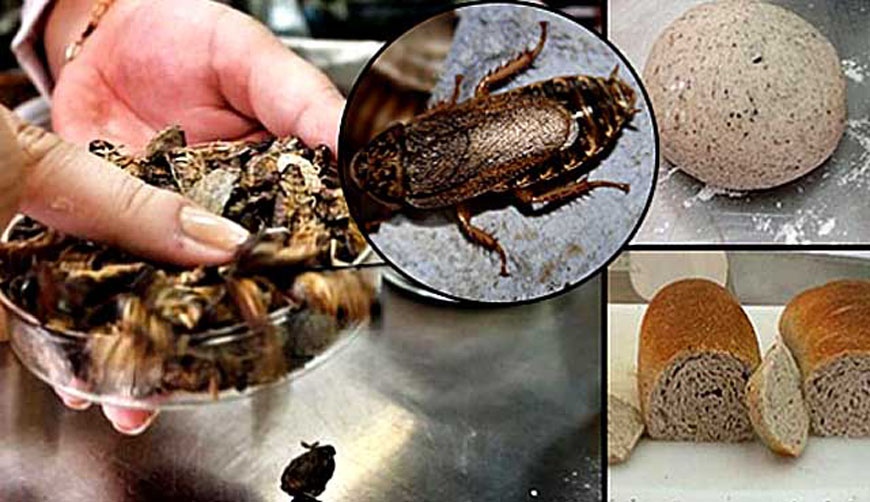 Elaboran pan a base de cucarachas que contiene más proteína que carne roja. Noticias en tiempo real