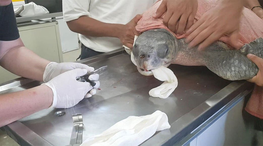 Contaminación sigue matando la fauna marina en Oaxaca. Noticias en tiempo real