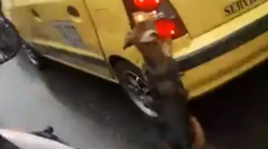 Video: Perro es abandonado y persigue el auto en el que viajaba su dueña. Noticias en tiempo real