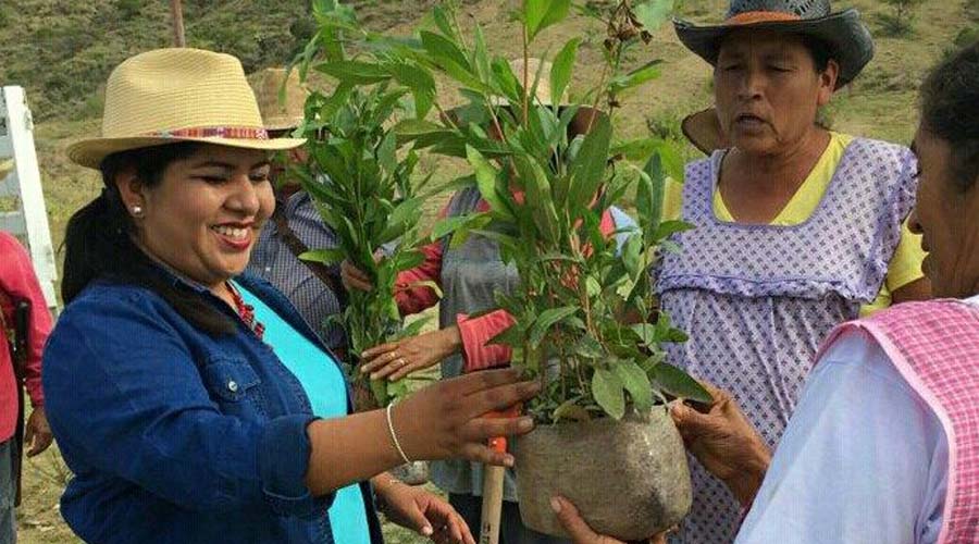 Continúa la reforestación en el  municipio de Huajuapan de León. Noticias en tiempo real