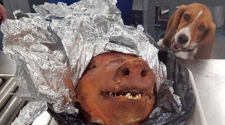 Encuentran cabeza de cerdo asada en una maleta en un aeropuerto. Noticias en tiempo real