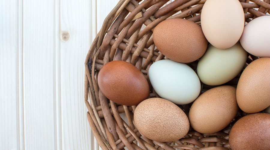 ¿Es bueno o malo el colesterol del huevo?. Noticias en tiempo real