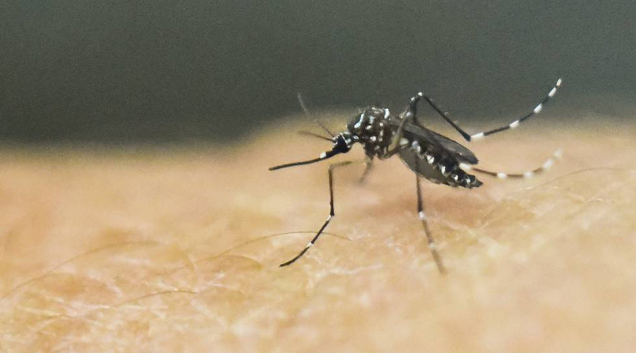 En 2018 han registrado 71 contagios de dengue en la región del Istmo. Noticias en tiempo real