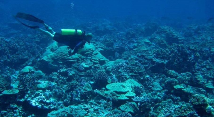 Descubren nueva especie de anémona de mar en Baja California Sur. Noticias en tiempo real