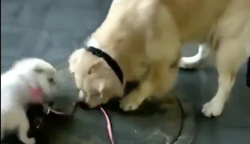 Video: Un perro se “roba” a otro perro y enternece a las redes sociales. Noticias en tiempo real