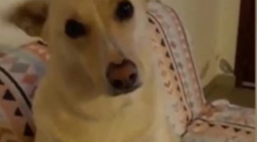 Video: La curiosa reacción de un perro ante la ingeniosa broma de su dueño. Noticias en tiempo real