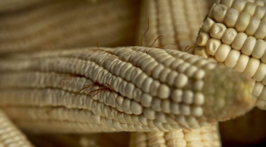 Se adjudican en Estados Unidos descubrimiento del maíz oaxaqueño. Noticias en tiempo real