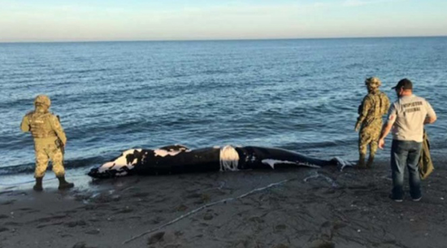 Encuentra Profepa cría de ballena muerta en San Felipe, Baja California. Noticias en tiempo real