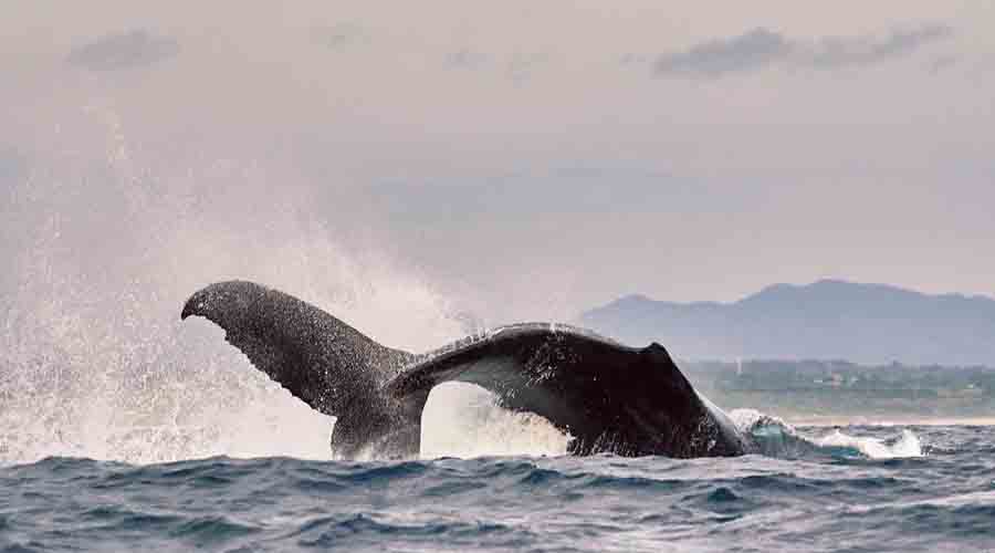 Arranca la temporada de avistamiento de ballenas. Noticias en tiempo real