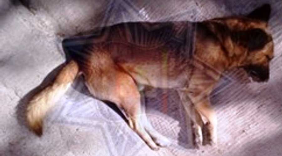 Denuncian envenenamiento de perros en Huajuapan. Noticias en tiempo real