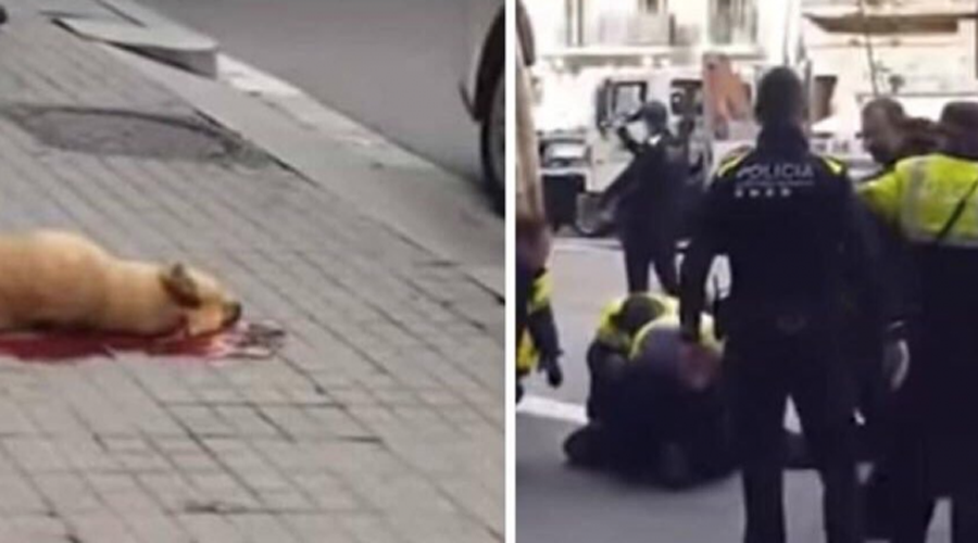 Policía mata a tiros a un perrito en plena calle | El Imparcial de Oaxaca Policía mata a tiros a un perrito en plena calle | El Imparcial de Oaxaca