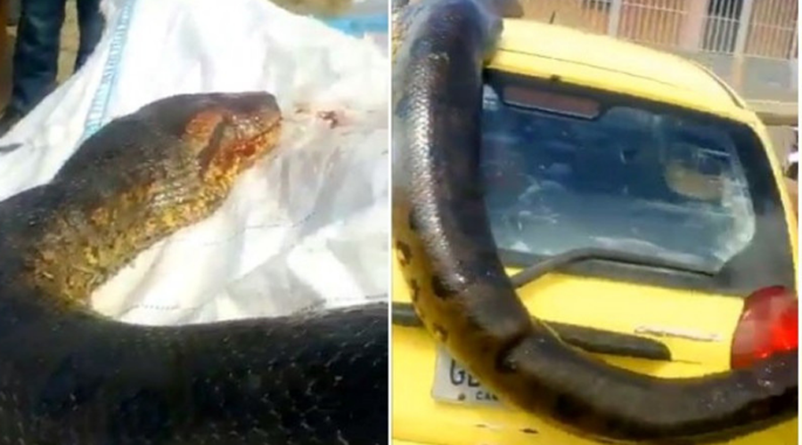 Video: Cazan una anaconda y la pasean por la calles. Noticias en tiempo real