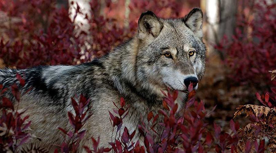 El 2018, el año más mortal para el lobo gris mexicano. Noticias en tiempo real