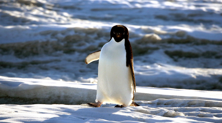 Video: Un pingüino salta ‘in extremis’ al estilo Indiana Jones | El Imparcial de Oaxaca Video: Un pingüino salta ‘in extremis’ al estilo Indiana Jones | El Imparcial de Oaxaca