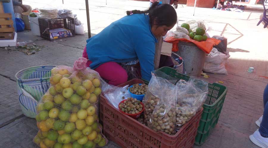 En la Mixteca la siembra de ajo,  subsistencia familiar. Noticias en tiempo real