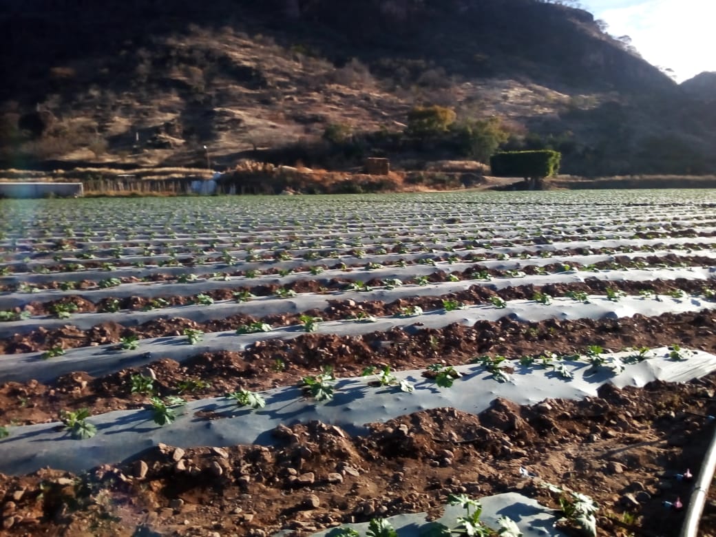 Heladas afectan a productores del campo de la Mixteca de Oaxaca. Noticias en tiempo real